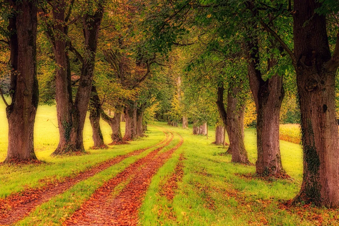 bosque